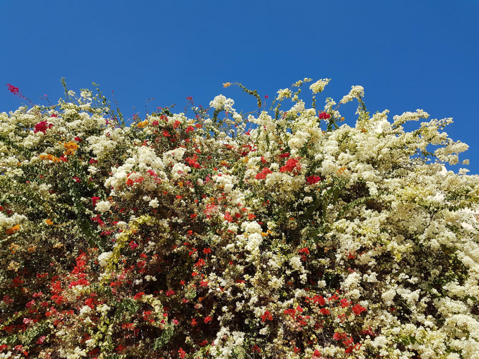 Desert Rose Resort Desert Rose