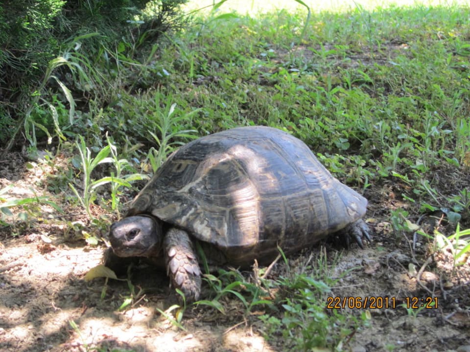 Haustier  Hotel Defne Garden