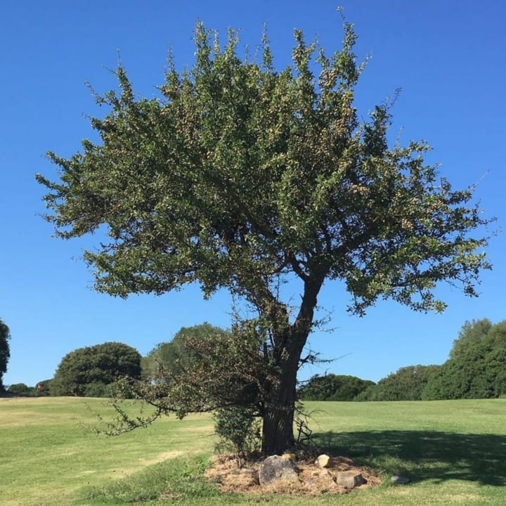 Gartenanlage Sacuba Resort & Botanic Golf Club