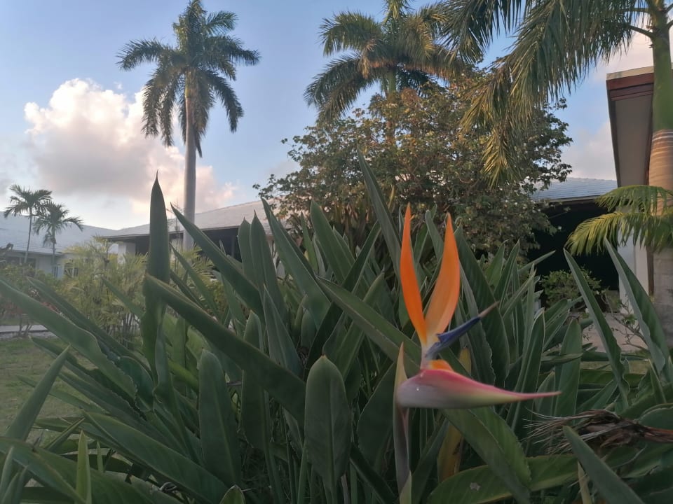 Gartenanlage Viva Fortuna Beach by Wyndham - All Inclusive Resort