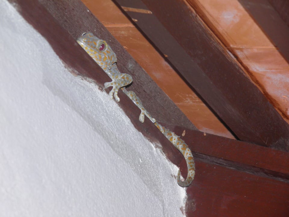 Unser Hausfreund Khaolak Laguna Resort