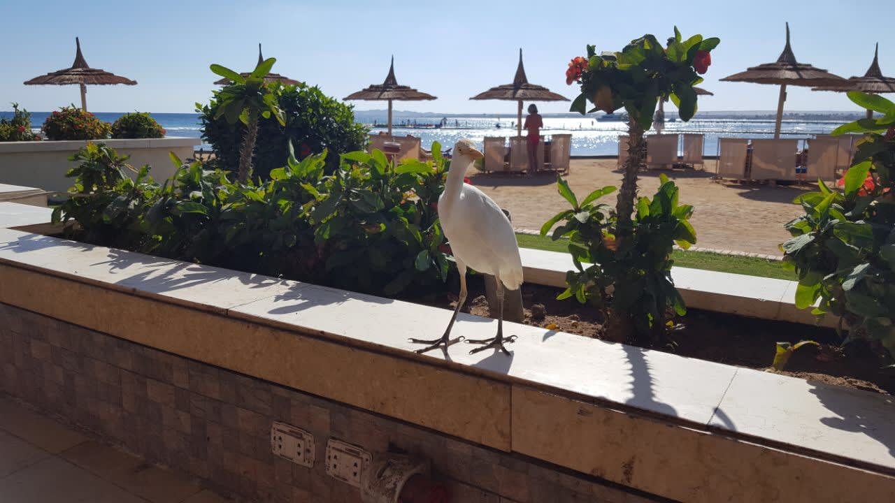 Strand Beach Albatros Resort