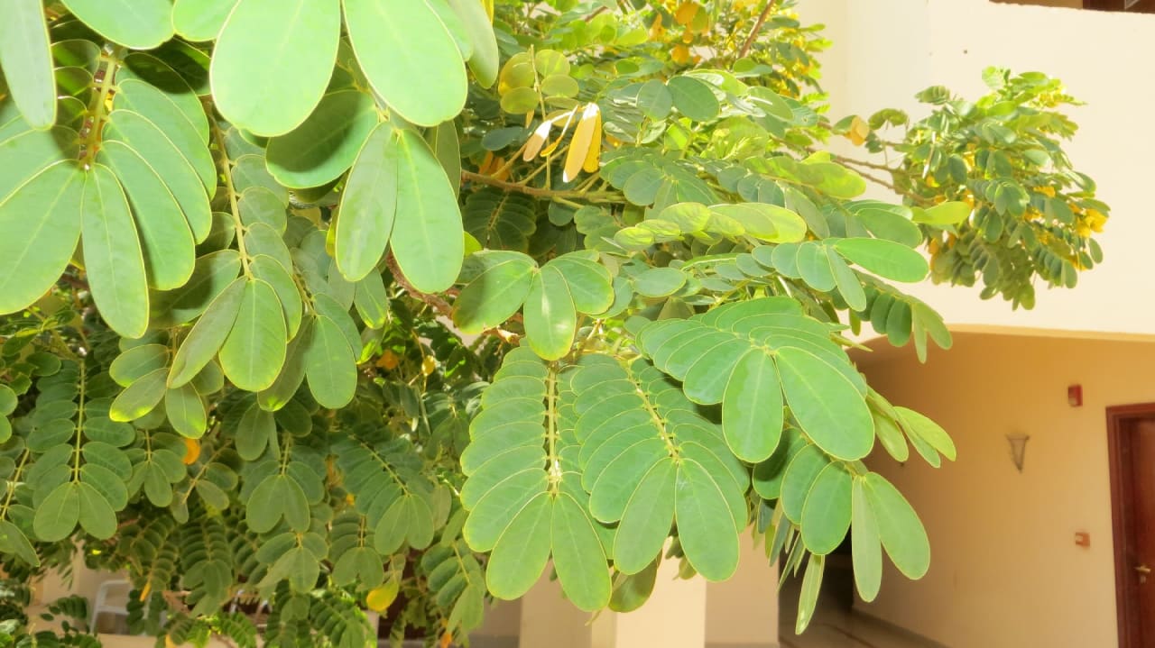 Sonstiges Coral Hills Resorts & SPA