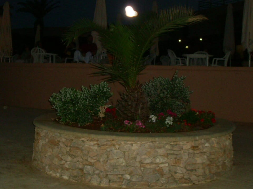 Ausenansicht , Blumen  Comino Hotel & Bungalows