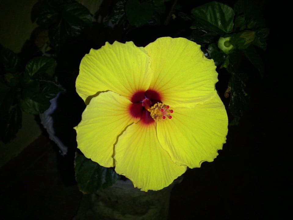 Noční květ Hotel Villa Hibiscus