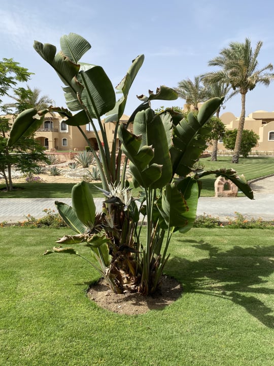 Gartenanlage Radisson Blu Resort, El Quseir