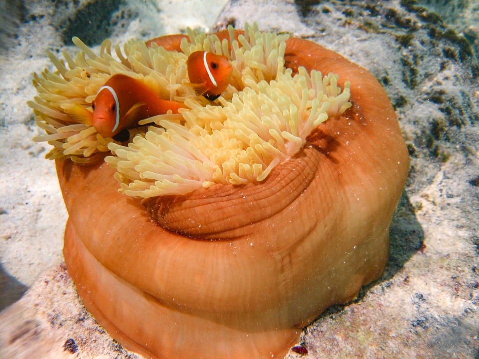 Sport & Freizeit Summer Island Maldives