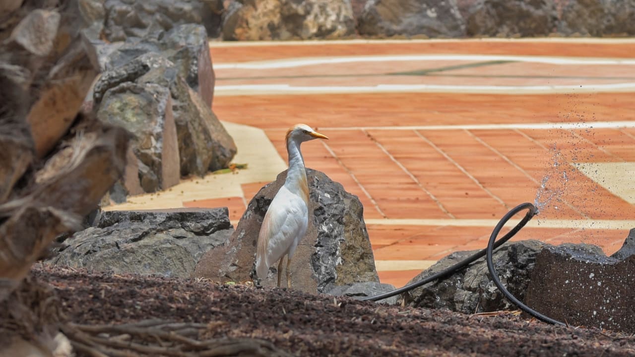 Gartenanlage SBH Club Paraiso Playa