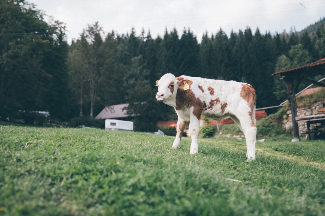Sonstiges Ferienwohnungen Gullyhof
