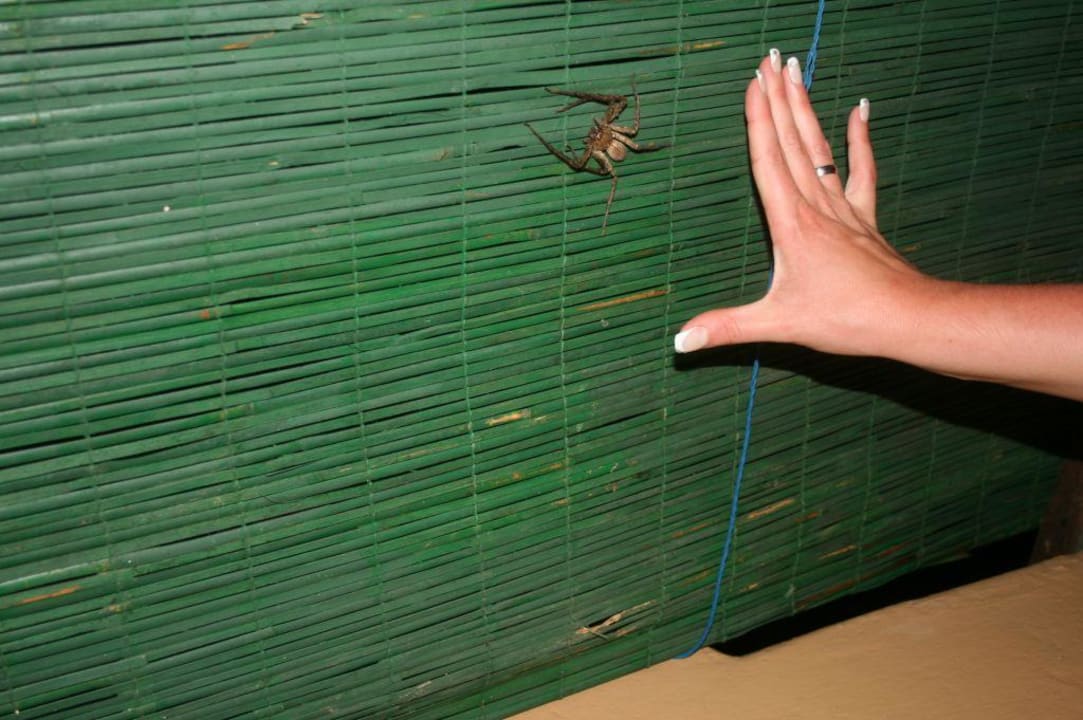 Die einzige harmlose Spinne Summer Island Maldives
