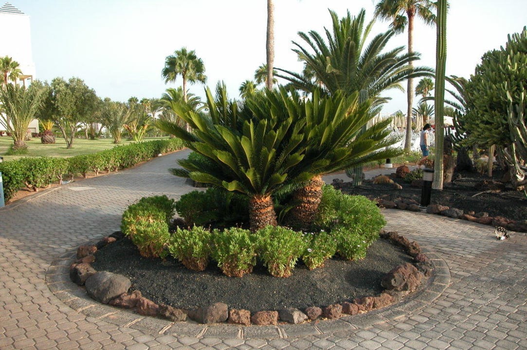 Gartenanlage des Hotels Hotel Riu Gran Canaria
