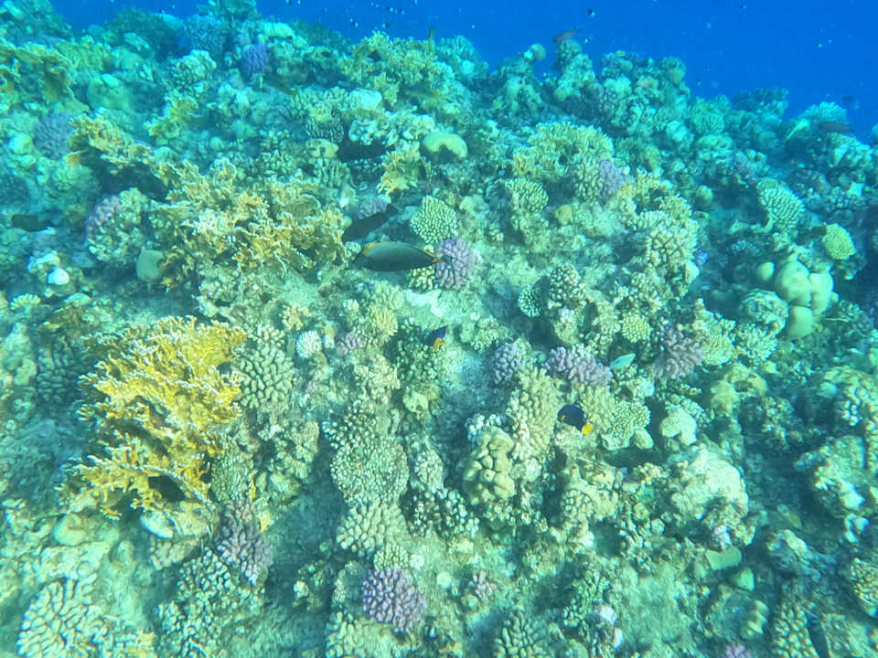 Gastro Steigenberger Resort Alaya Marsa Alam - Red Sea - Adults only