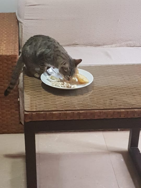 Zimmer Latanya Park Resort