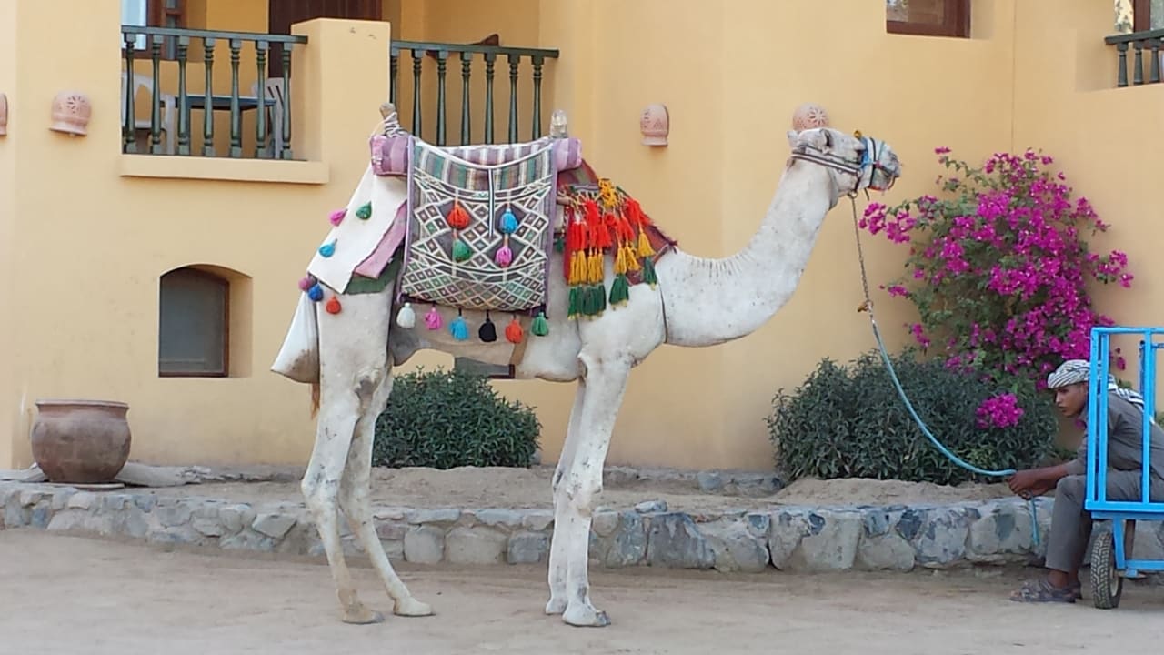 Sonstiges Three Corners Rihana Resort Deluxe