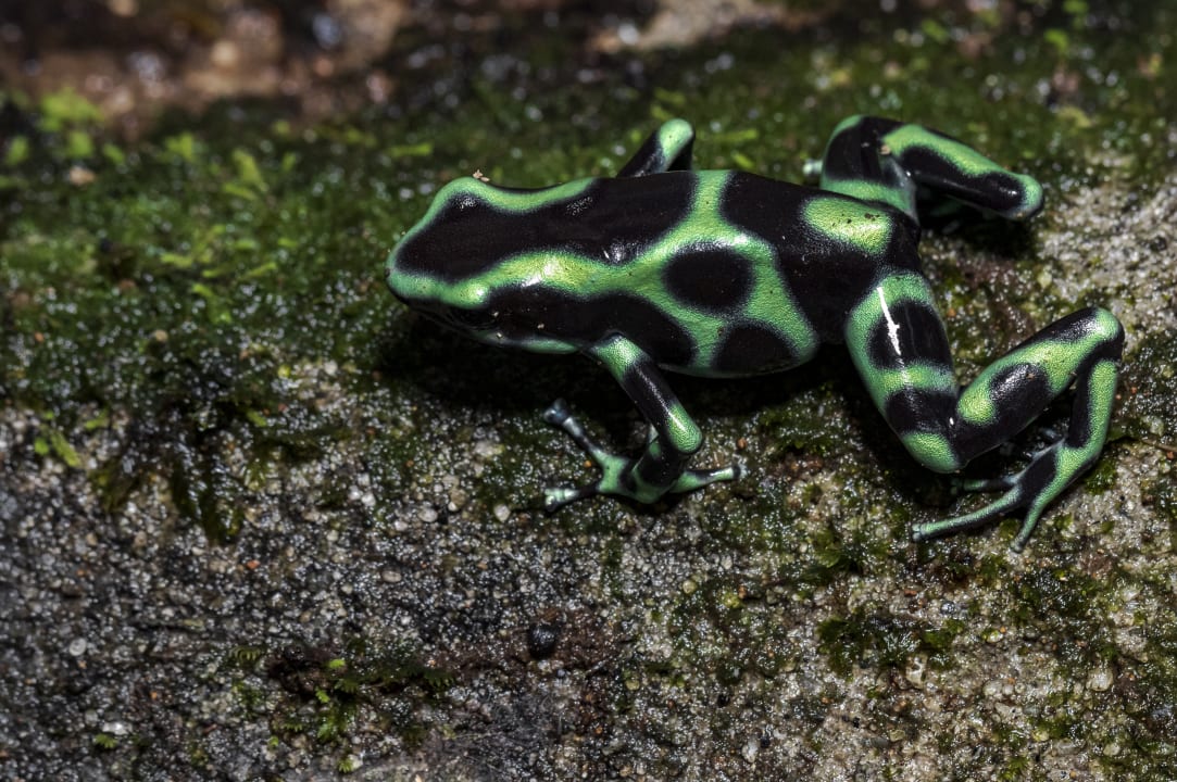 Sonstiges Summit Rainforest & Golf Resort