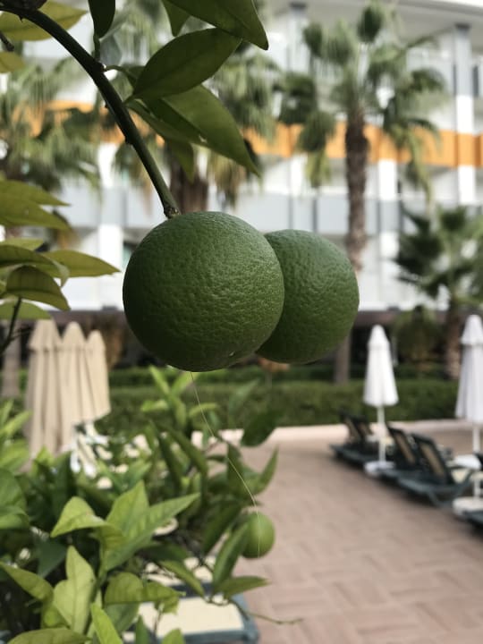 Gartenanlage Hane Family Resort