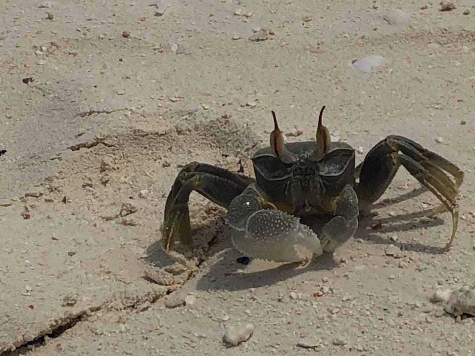 Strand Royal Zanzibar Beach Resort