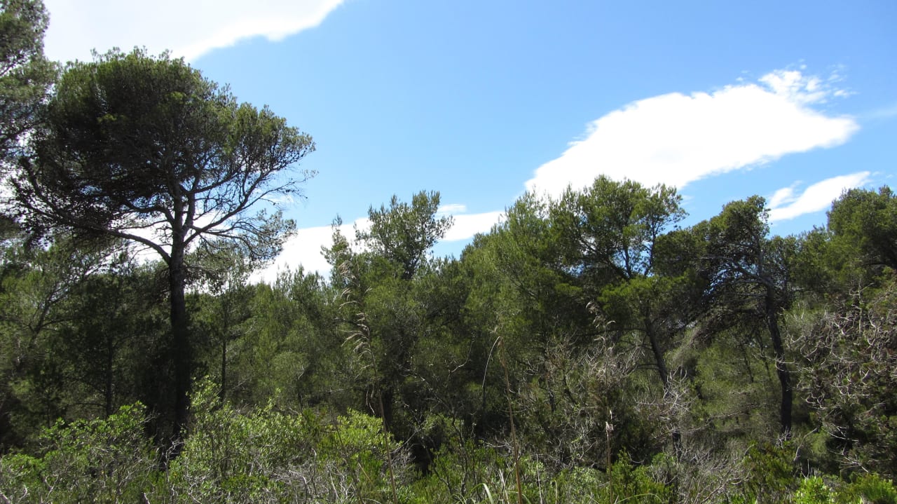 Weg zur Cala Guya durch den Pinienwald Green Garden Aparthotel