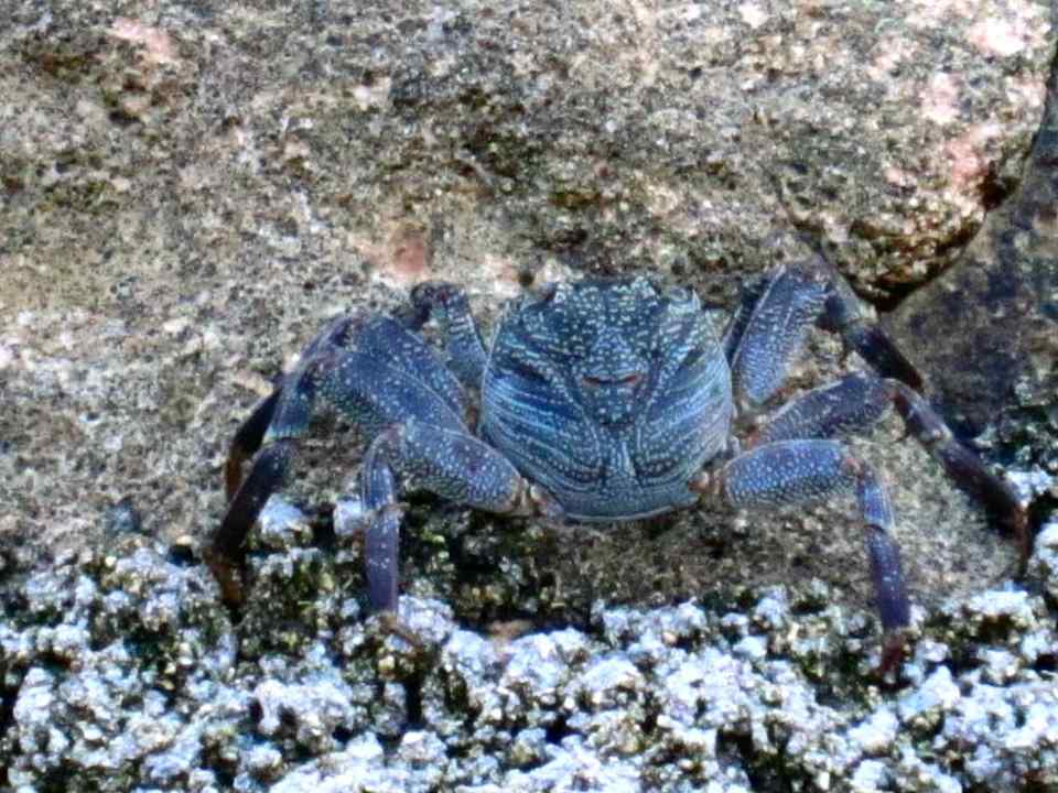 Große Krabbe Summer Island Maldives