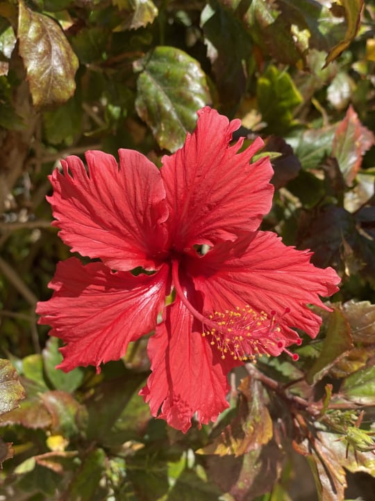 Garten Makadi Palace