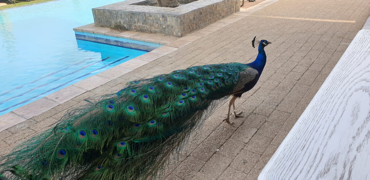 Sonstiges Guesthouse Aquila Private Game