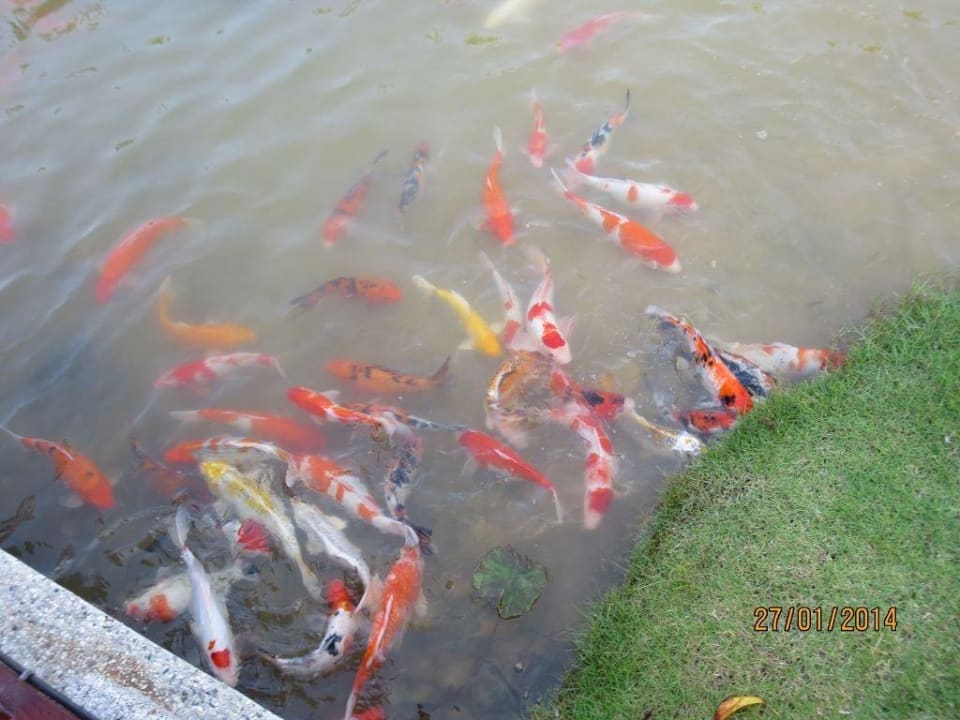 Koi im Gartenteich The Sands Khao Lak by Katathani