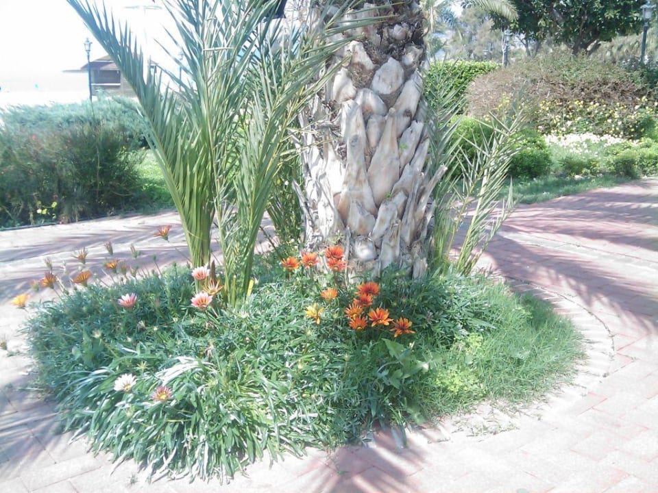 Blumen und Palme Hotel Kahya