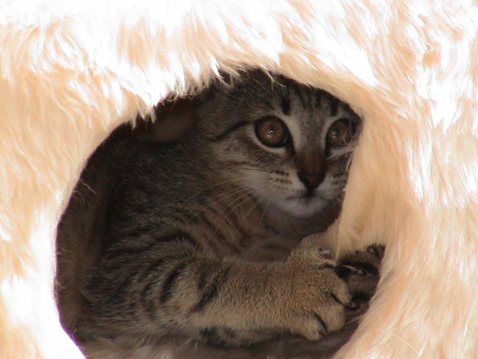 Poldi in der Katzenhöhle  Lemke Ferienhäuser - Ferienhaus 7