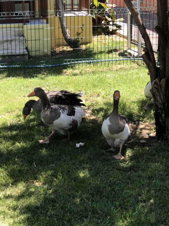 Garten VONRESORT Golden Beach
