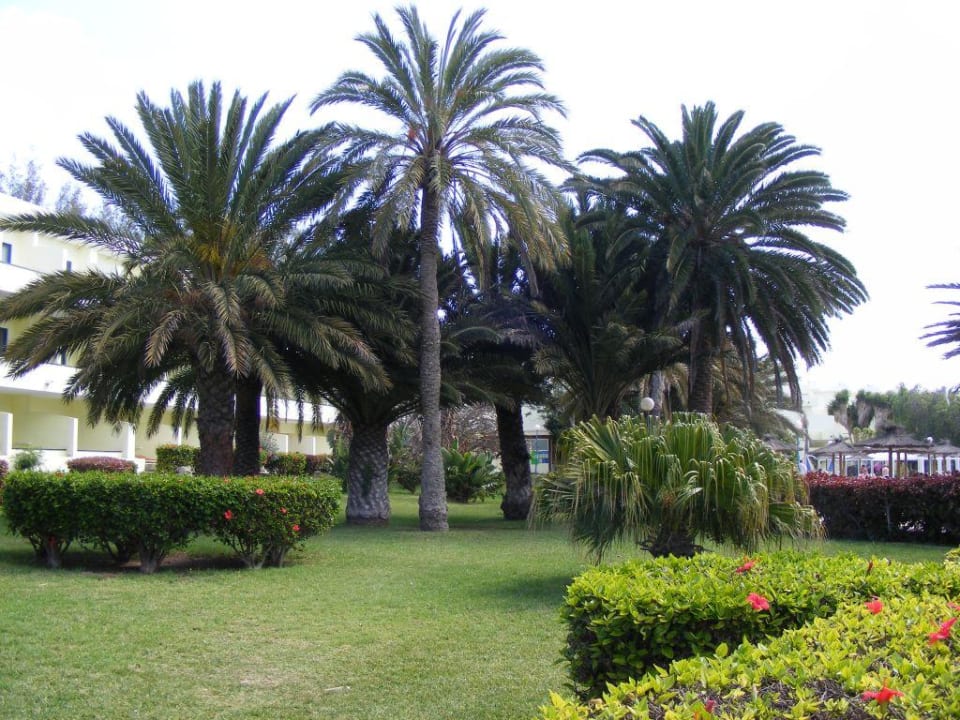 Blick in die Gartenanlage SBH Fuerteventura Playa
