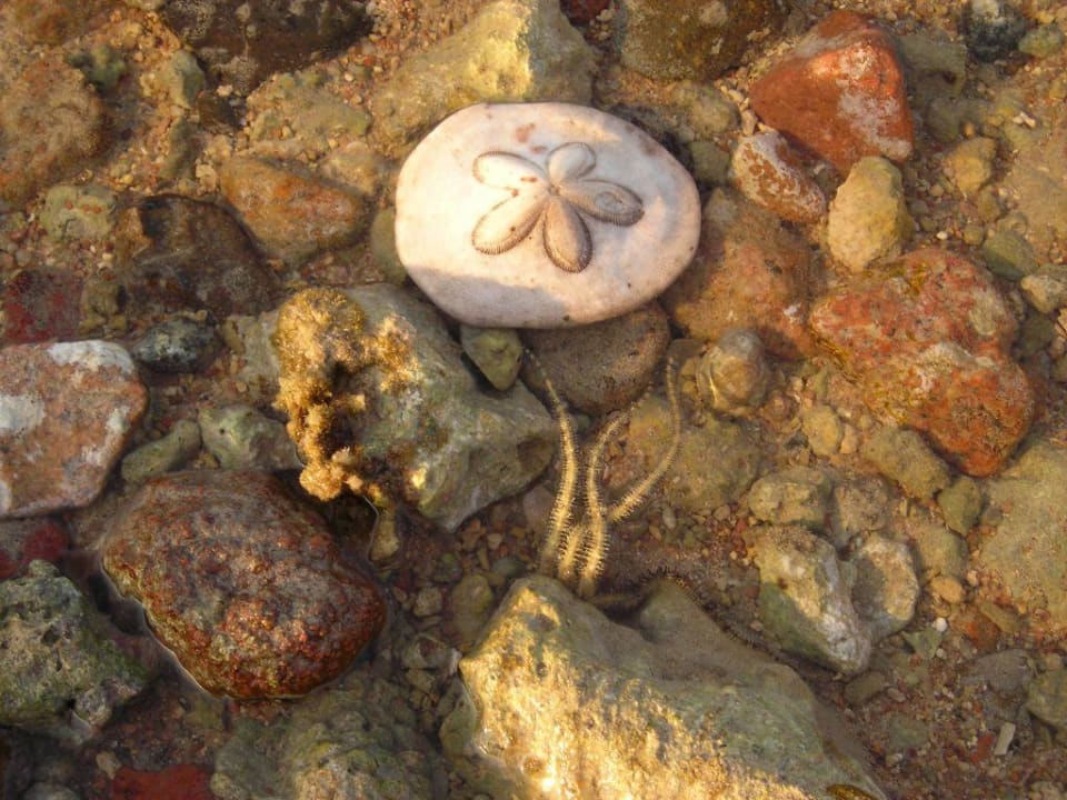 Sand-Dollar Palm Beach Resort