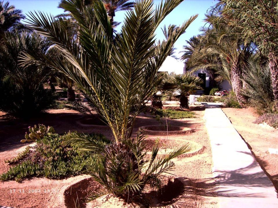 Im Garten Eden Hotel Sangho Club Zarzis