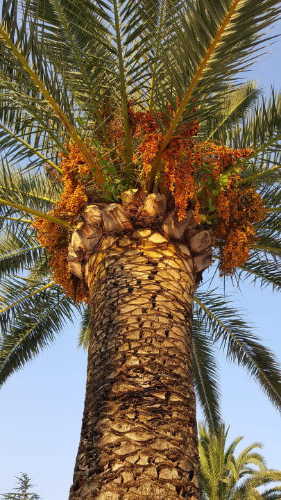 Gartenanlage Montenegro Beach Resort