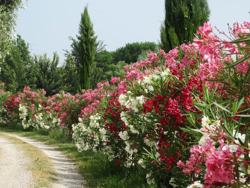 Gartenanlage Camping Mabellini