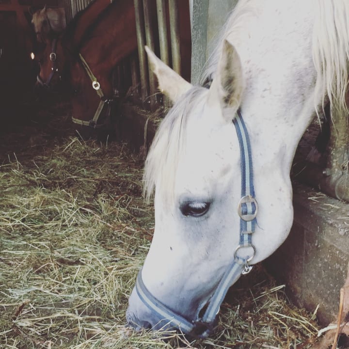 Sport & Freizeit Bio-Pferdehof Schöll