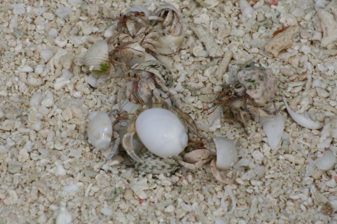 Einsiedlerkrebs steiten sich um eine Muschel Summer Island Maldives