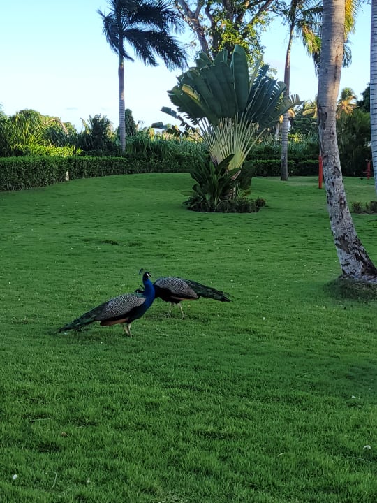 Gartenanlage Grand Bávaro Princess