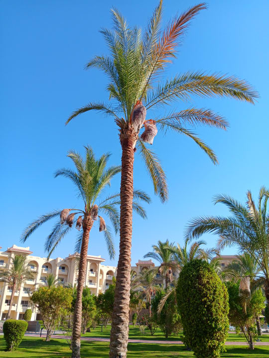 Gartenanlage Serenity Alma Heights