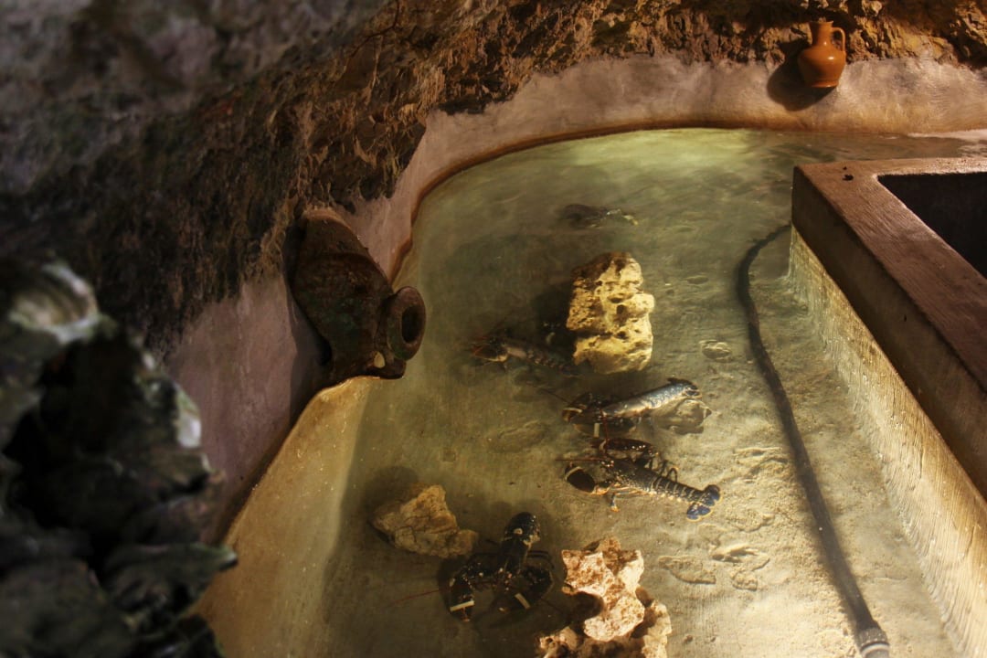 Lobster Nursery 2 - Cap Vermell - 2013 Cap Vermell Beach Hotel