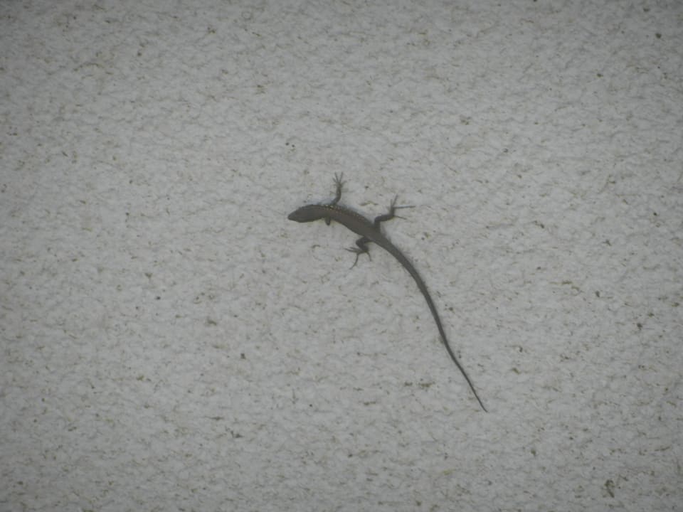 Ящерица в мини-клубе Annabella Diamond Hotel & Spa