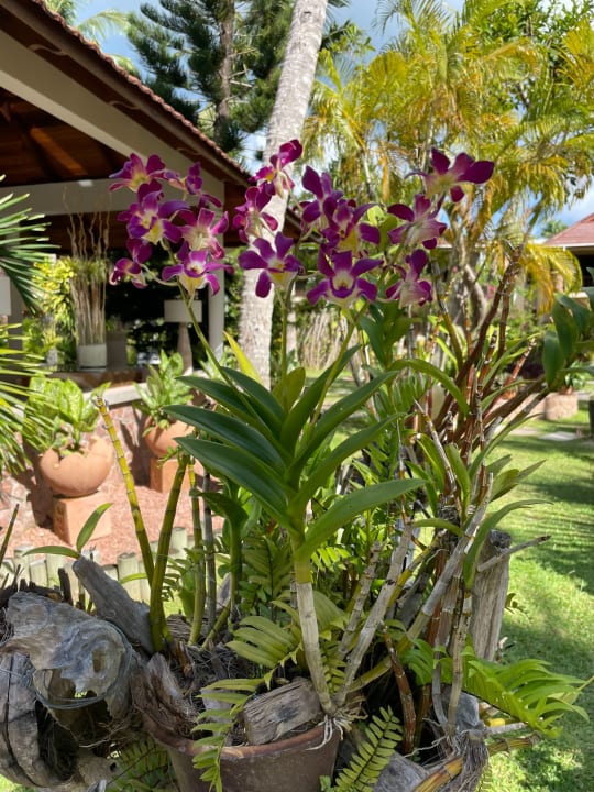 Gartenanlage Hotel Le Duc de Praslin