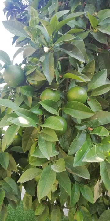 Gartenanlage Club Melas Privé