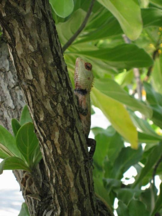 Weitere Haustiere ... Filitheyo Island Resort