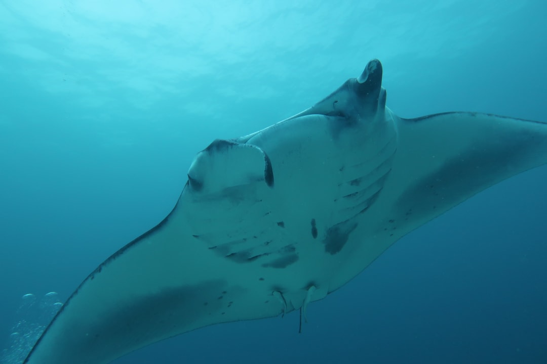 Sport & Freizeit Mirihi Island Resort