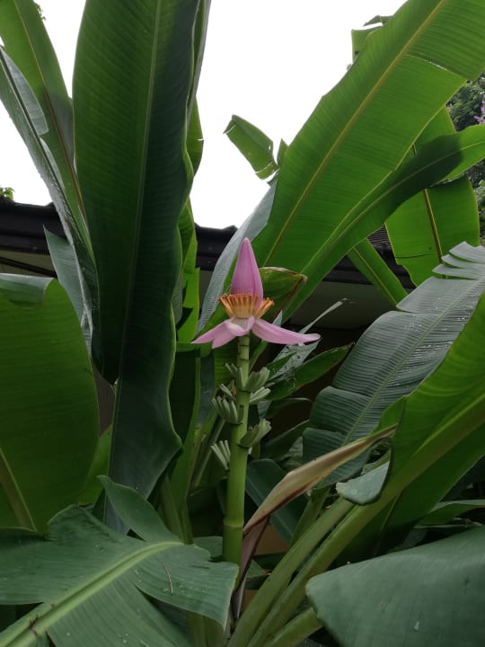 Gartenanlage Moracea by Khao Lak Resort