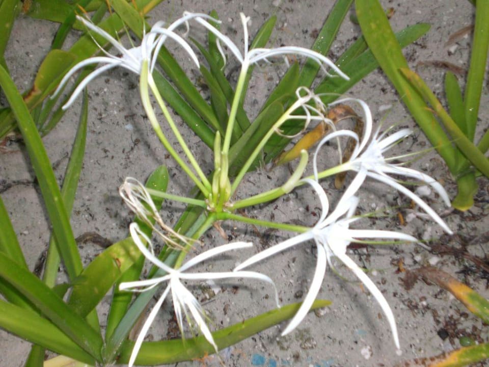 Blumen Hotel Riu Palace Punta Cana