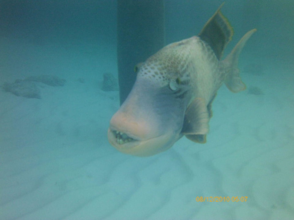 Unterwasser  Veligandu Maldives Resort Island