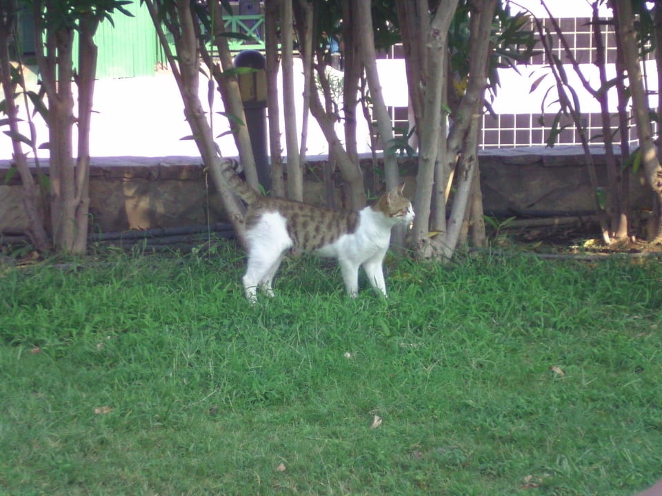 Eine Katze  Le Jardin Resort
