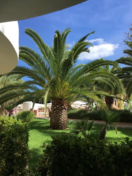 Gartenanlage Iberostar Selection Albufera Park