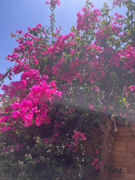 Gartenanlage Bella Beach Hotel